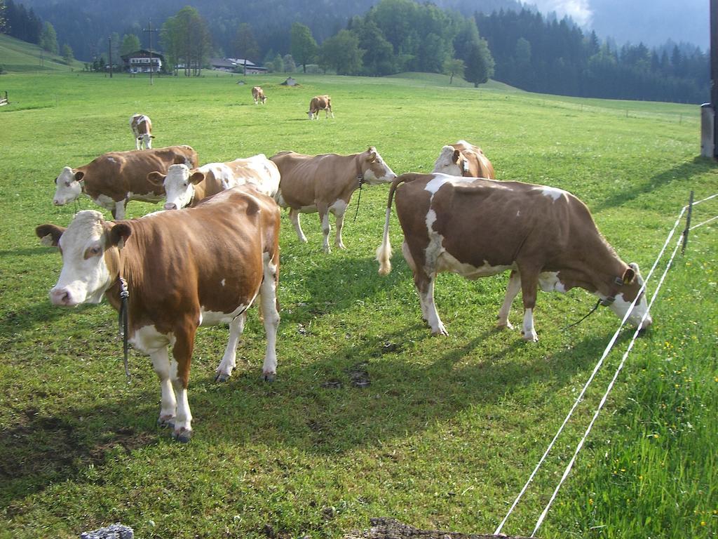 فيلا Vorderstockerhof سانكت يوهان ان تيرو المظهر الخارجي الصورة